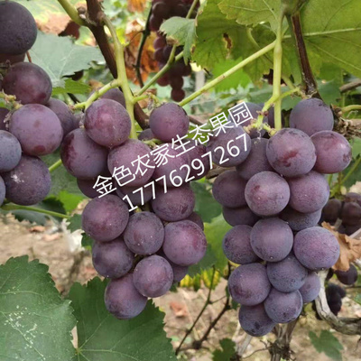 广西桂林兴安大溶江10甜巨峰葡萄