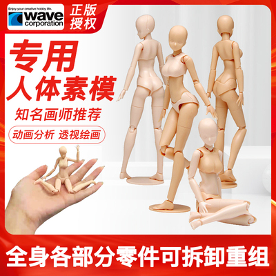 绘画参考人体模型女素体关节可动