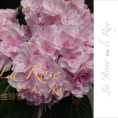 香织维珍日本久留米新品绣球花