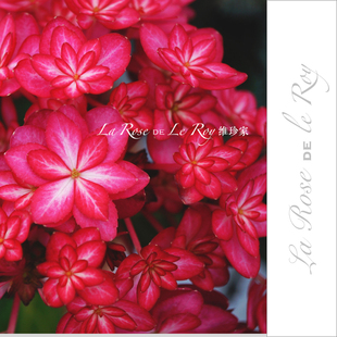 REIWA新老枝开花 维珍家 日本2019新品绣球花苗