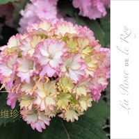 甜蜜天使 Sweet angel 维珍家 日本新品绣球  秋冬季发货