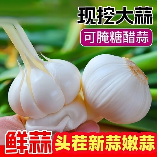 2026新蒜头现挖嫩蒜可腌糖醋