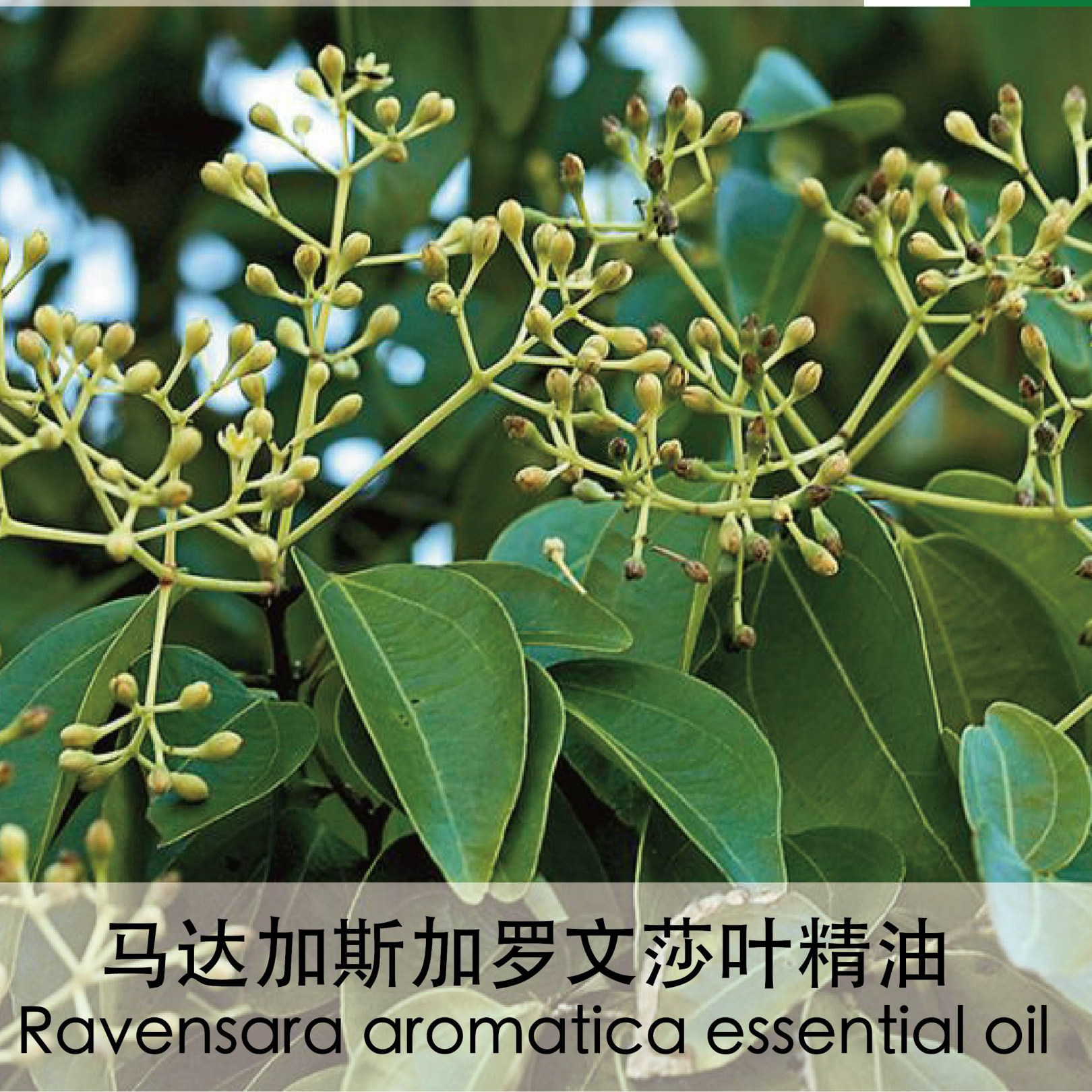 单方精油 罗文莎叶精油马达加斯加  温和安全儿童老人芳疗 香薰