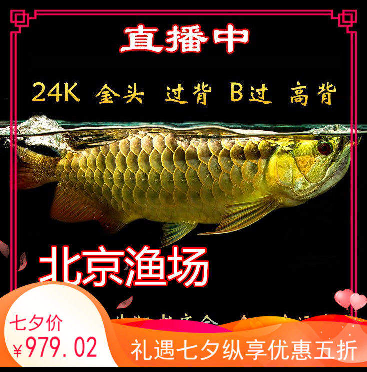 金龙鱼活体金头蓝底过背重金属苗小型高背B级古典配鱼包邮热带鱼