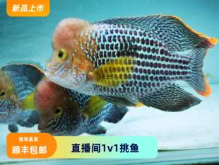 红尾皇冠鱼热带观赏鱼活体大型鱼长寿鱼蓝面财神鱼起头玉面皇冠鱼