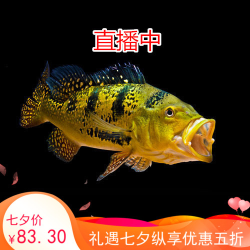 野生帝王三间纯种活体推猛热带鱼