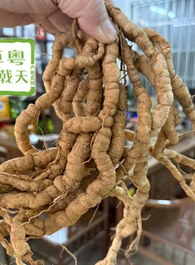 产地直销新鲜巴戟天中药材鸡肠风现挖鲜凤眼根煲汤泡酒巴戟包邮