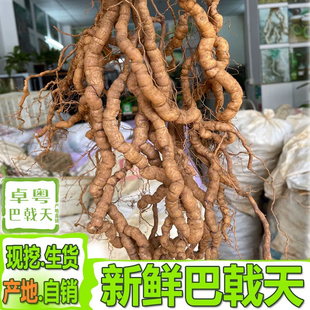 中药材鸡肠薯新鲜巴戟天鸡肠风凤眼根特级煲汤泡酒汤料非野生巴吉