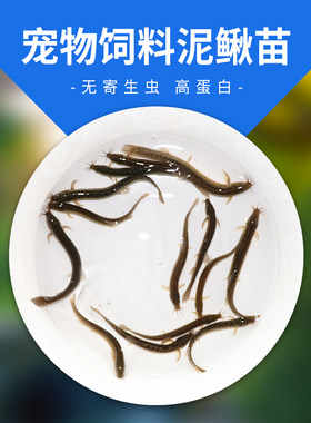 台湾罗汉鱼鳄龟活体饵料泥鳅苗