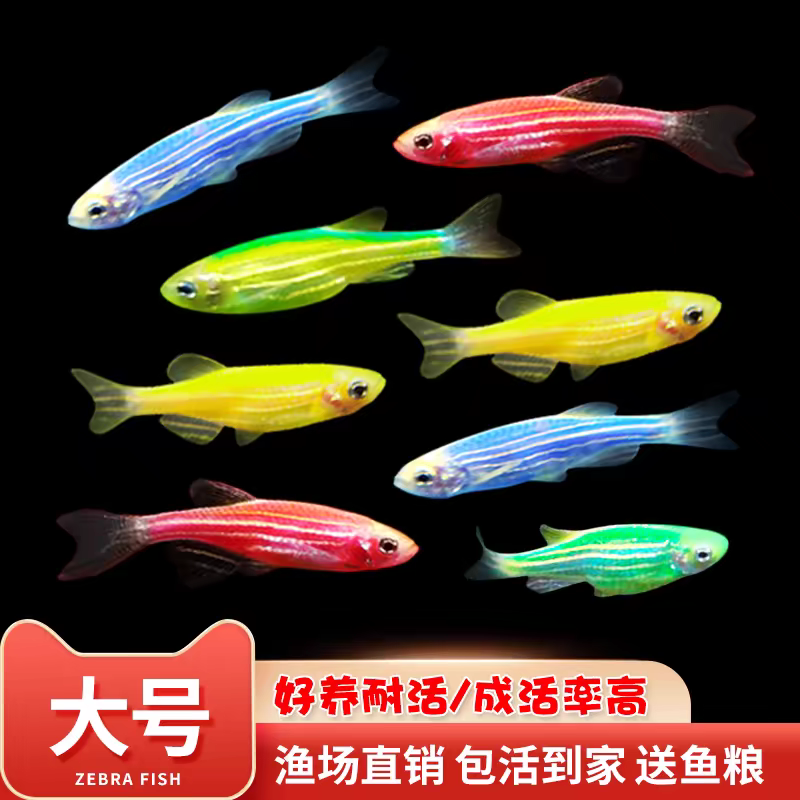 斑马鱼活体新手小型热带观赏鱼