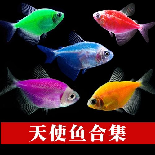 天使鱼淡水色彩鲜艳不褪色很好养