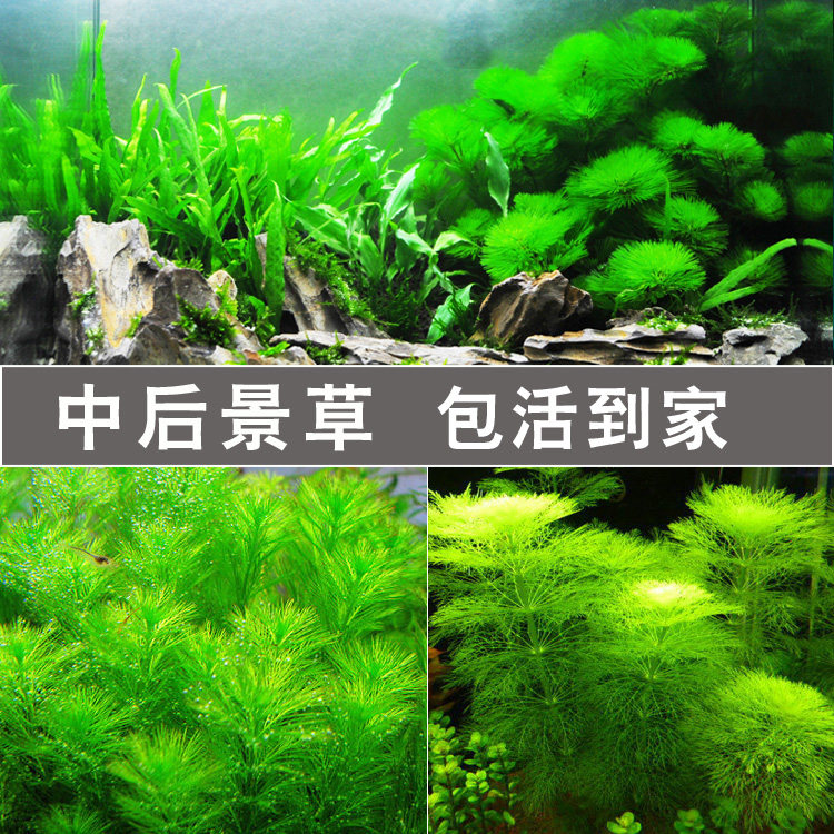 鱼缸水草活体淡水植物中后景有茎类水草鱼缸造景装饰真水草套餐绿