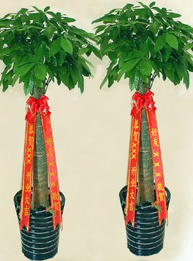 盆景绿植摇钱树绿萝开业发财树