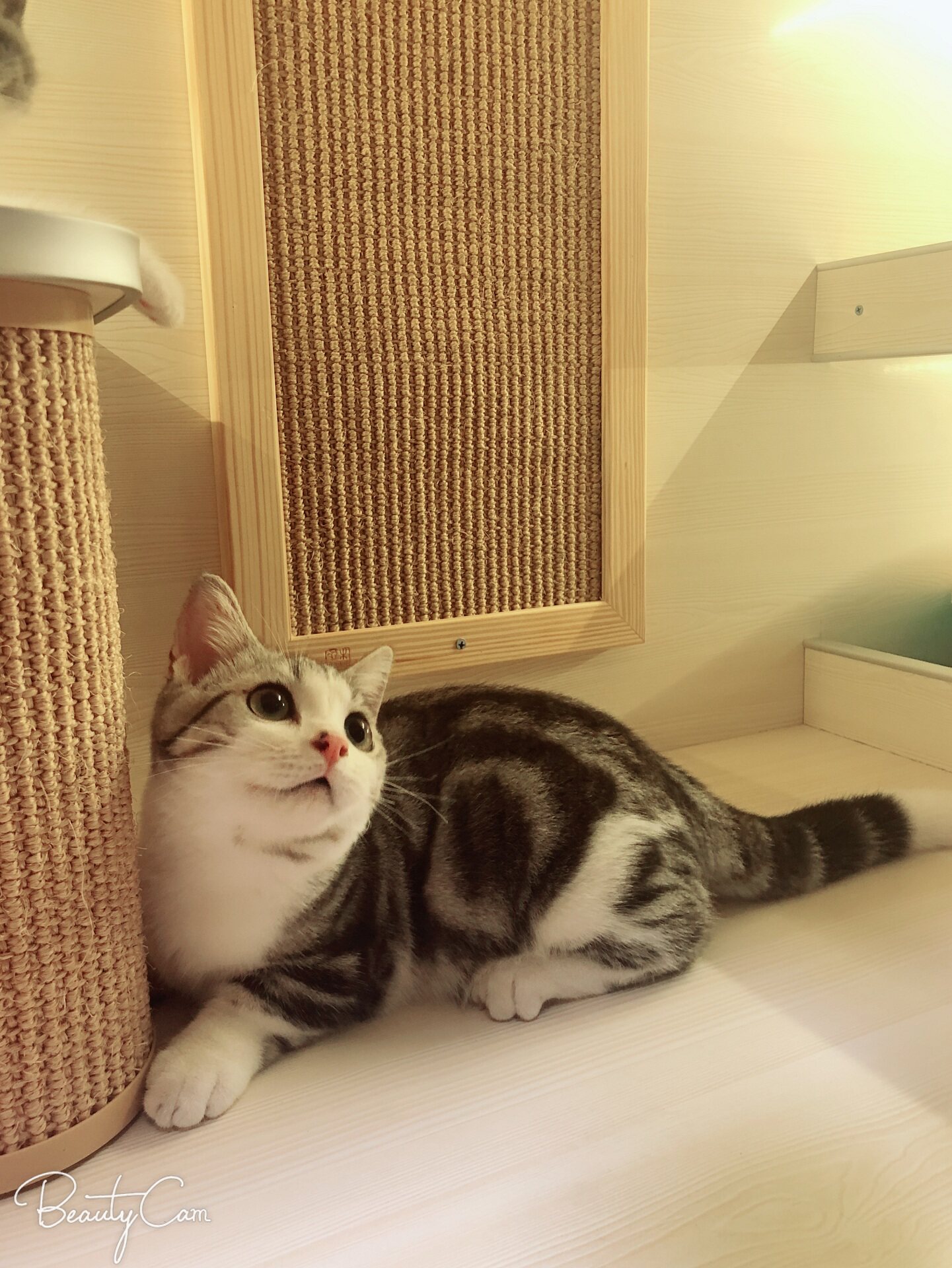 银虎斑矮脚高颜值美国短毛猫