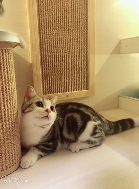 CFA注册猫舍 美国短毛猫银虎斑加白 起司矮脚弟弟高颜值