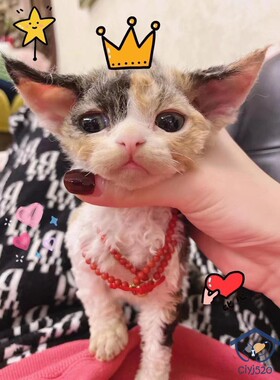 深圳注册Cfa猫舍 国外引进血线 三花德文卷毛妹妹