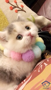 深圳猫舍繁育 英短三花曼基康 贴地矮脚妹妹 繁育万能色 2月龄