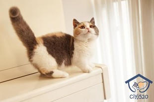 深圳猫舍繁育英短三花曼基康 贴地矮脚脸甜妹妹 繁育万能色 3月龄