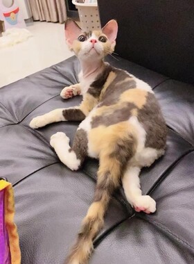 深圳注册Cfa猫舍 国外引进血线 三花德文卷毛妹妹 7个月