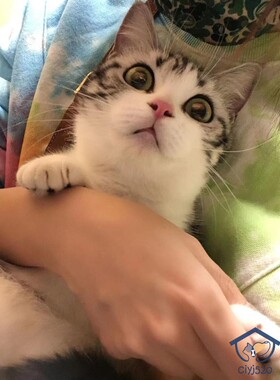 CFA猫舍美国短毛猫银虎斑加白起司猫妹妹绿眼川背大眼高颜值成母