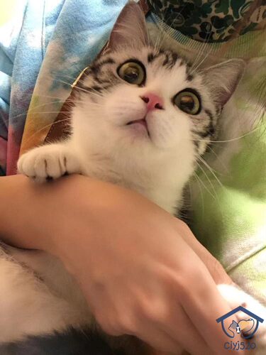 美国短毛猫银虎斑加白起司