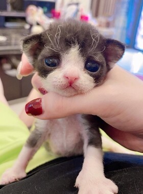 深圳注册Cfa猫舍 国外引进血线 黑白德文卷毛弟弟 预定