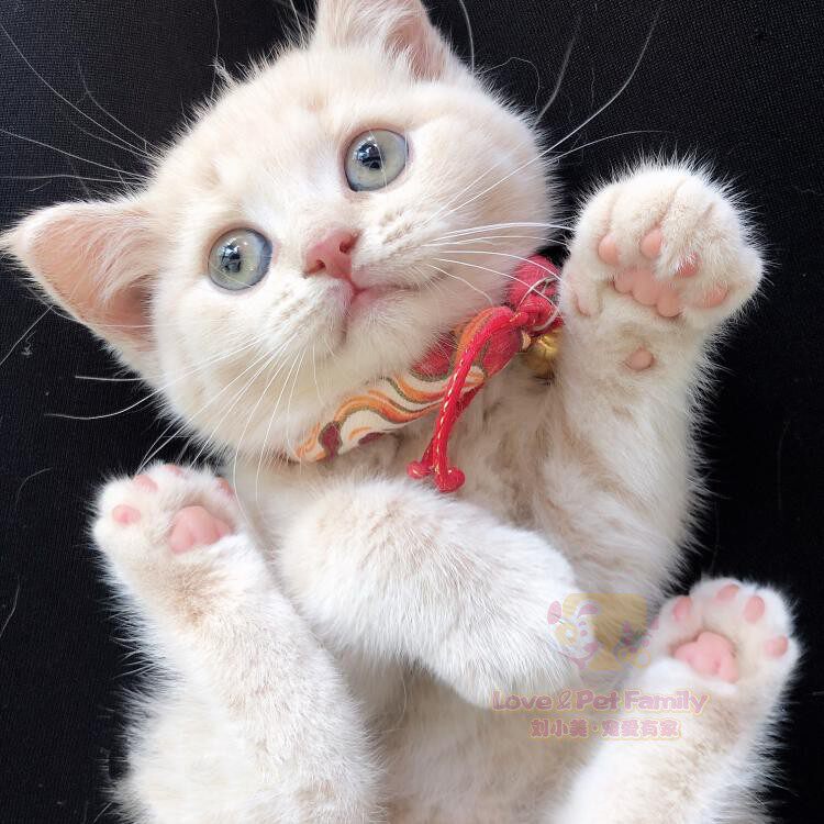 CFA猫舍繁育 少有纯乳色英短妹妹 英国短毛猫 幼猫  2月龄