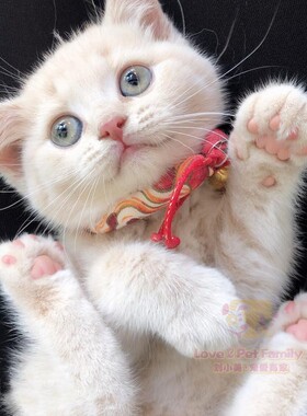 CFA猫舍繁育 少有纯乳色英短妹妹 英国短毛猫 幼猫  2月龄