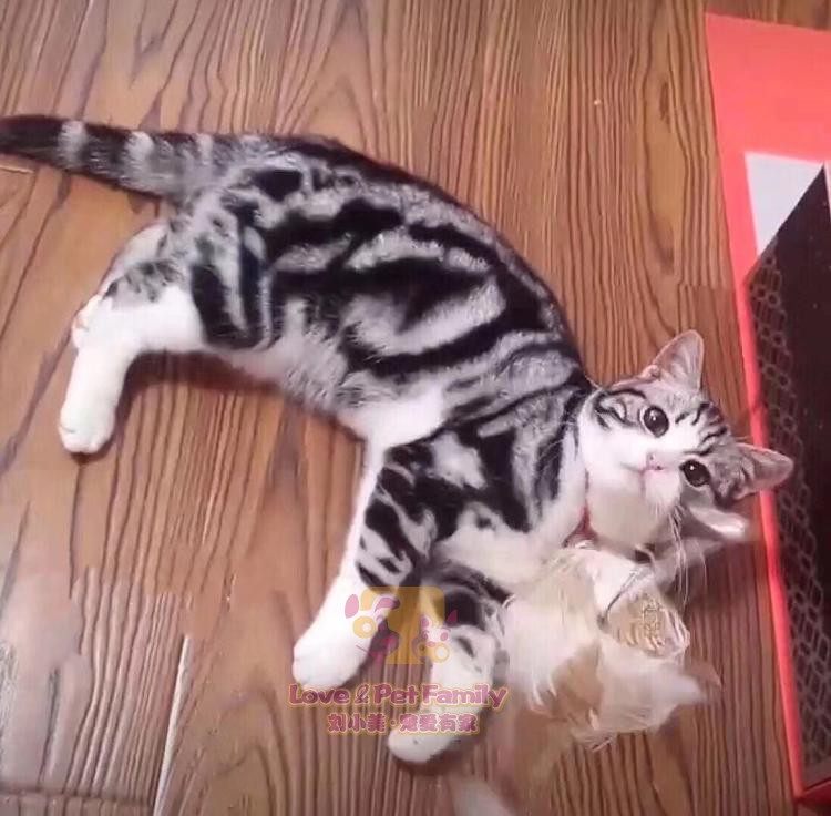 宝宝预定cfa注册猫舍注册猫舍
