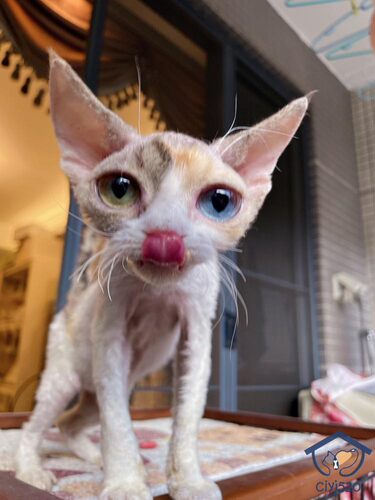 猫舍血线短脸鸳鸯眼三花