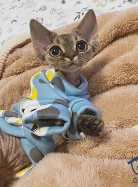 深圳注册Cfa猫舍国外引进血线 巧克力玳瑁三花德文卷毛妹妹 3月龄