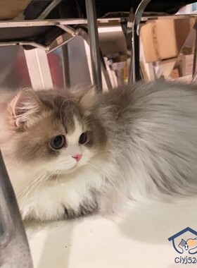 深圳注册CFA猫舍繁育 拿破仑矮脚蓝虎斑加白矮脚弟弟10月龄