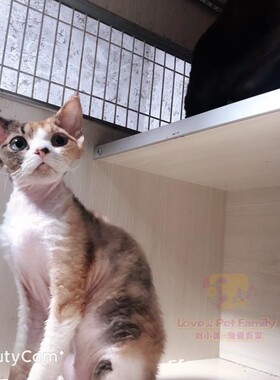 深圳注册Cfa猫舍俄罗斯 纯血三花德文妹妹 德文猫活体7个月带证