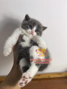 繁育纯种英短蓝白幼猫