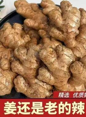 老姜生姜老姜母黄姜现挖老黄姜土姜母姜月子姜黄姜新鲜蔬菜包邮