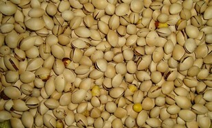 中药材白果500g 香料调料 银杏果仁白果仁炒白果仁