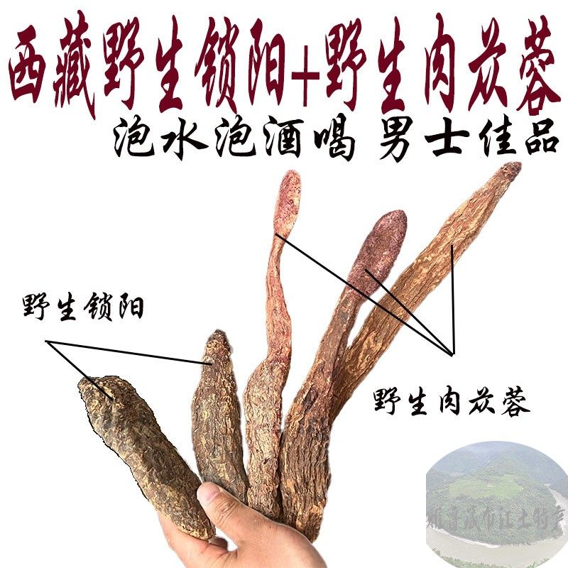 500g包邮 西藏林芝野生锁阳 肉苁蓉  泡酒泡水均可