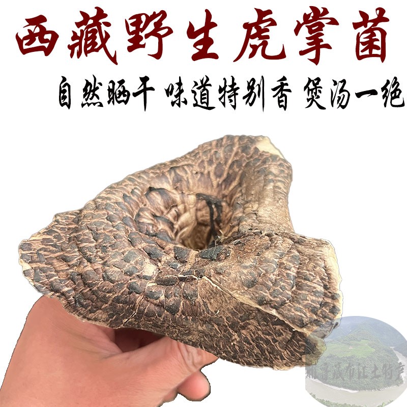 西藏林芝市产纯野生虎掌菌 虎掌菌 獐子菌 250克包邮 虎掌菌干货