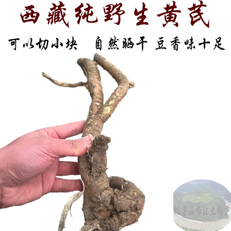 可试用250克包邮 西藏正宗野生黄芪 藏黄芪 野生黄芪豆香味足