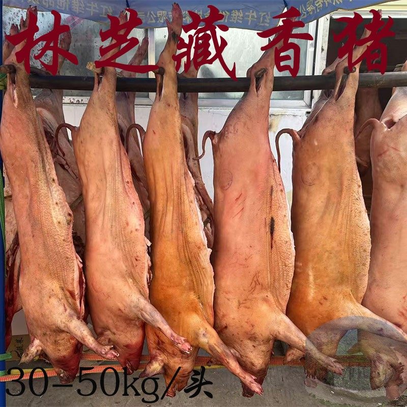 西藏林芝直发 藏香猪 半头起售 15-30kg/头 只售冬季 新鲜猪肉