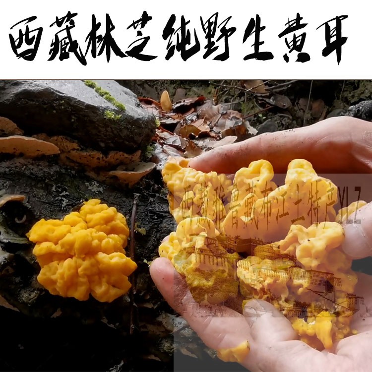 西藏直发250克包邮  西藏林芝纯野生黄耳 金耳 黄木耳 煲汤佳品