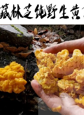 西藏直发250克包邮  西藏林芝纯野生黄耳 金耳 黄木耳 煲汤佳品