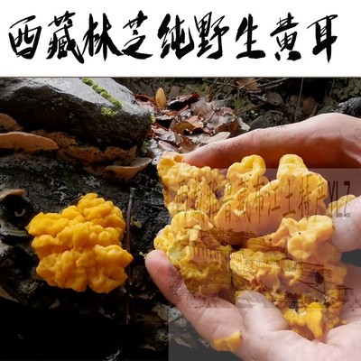 西藏直发250克包邮  西藏林芝纯野生黄耳 金耳 黄木耳 煲汤佳品
