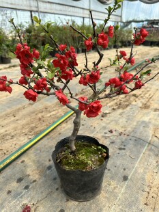 好成活南方北方都可以种 四季 海棠长寿冠 阳台庭院 植物