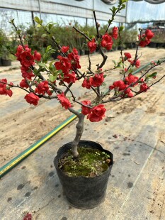 海棠长寿冠 四季 阳台庭院 植物 好成活南方北方都可以种