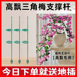 花架阳台2024新款龟背竹植物支撑杆固定神器月季爬藤防倒伏支架