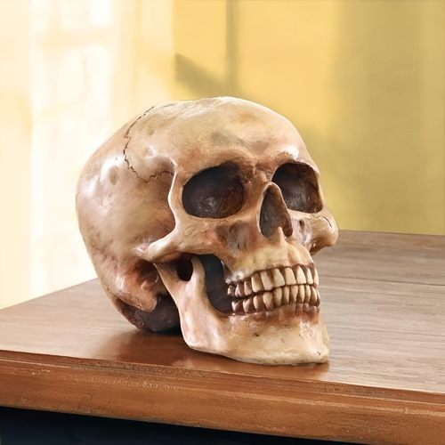 防人体头颅模型肌肉骨骼骷髅头