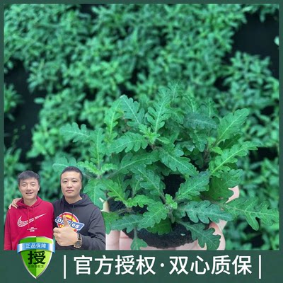 黑蜗牛鱼缸活体造景装饰懒人坨草羽裂雨蝶水草蓑衣水草无二氧化碳