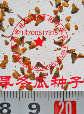 旱冬瓜树种子桤木种子