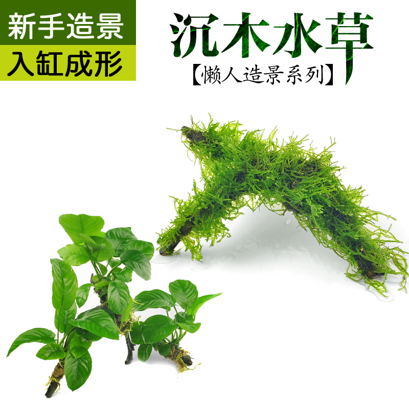 鱼缸造景水草木头沉木水榕莫丝树成品热带鱼缸装饰沉木莫斯活体